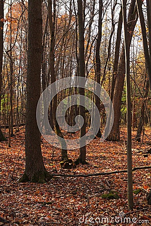 Orange forest Stock Photo