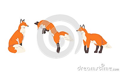 Orange Fox as Omnivorous Mammal with Pointed Snout and Long Bushy Tail Sitting and Jumping Vector Set Stock Photo