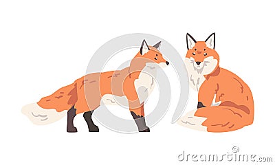Orange Fox as Omnivorous Mammal with Pointed Snout and Long Bushy Tail Sitting and Standing Vector Set Vector Illustration