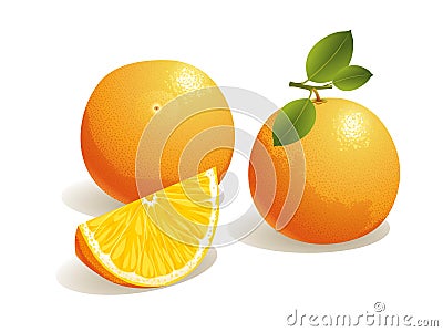 Orange Fruit Vector Illustration