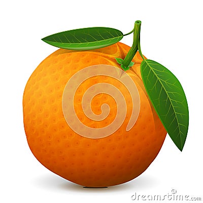 Orange fruit close up Vector Illustration