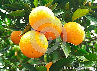 Orange fruit on a tree Stock Photo