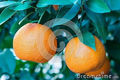 Orange fruit on a tree Stock Photo