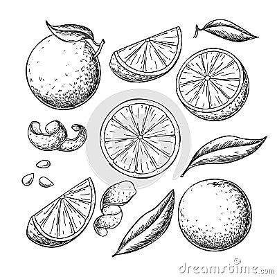 Orange fruit vector drawing set. Summer food engraved illustration. Vector Illustration