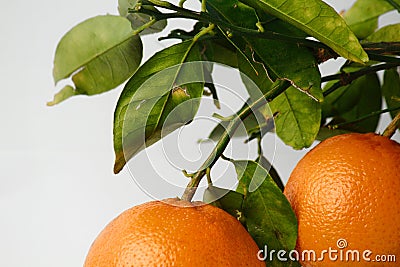 Orange fruite wallpaper Stock Photo