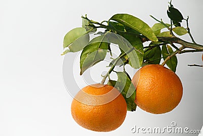 Orange fruite wallpaper Stock Photo