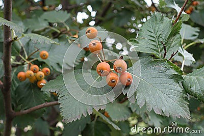 Orange fruits and leafage of whitebeam tree Stock Photo