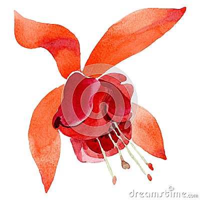 Orange fuchsia floral botanical flower. Watercolor background illustration set. Isolated fuchsia illustration element. Cartoon Illustration