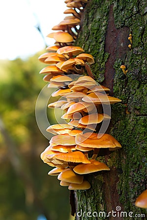 Orange funghi growing on the side of a tree Stock Photo