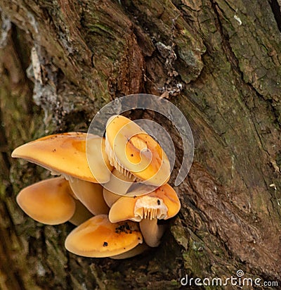 Orange funghi Stock Photo