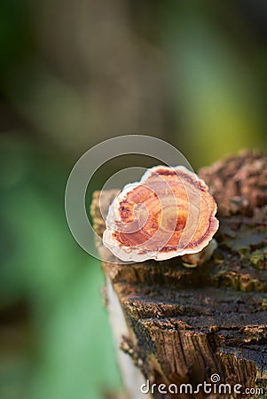 close-up macro view of fungi on tree trunk Stock Photo