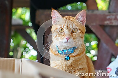 Orange fur cat, yellow eye pattern, blue collar, looking wondering,Mixed breed cat something looks cute Stock Photo