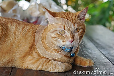 Orange fur cat, yellow eye pattern, blue collar, looking wondering,Mixed breed cat something looks cute Stock Photo