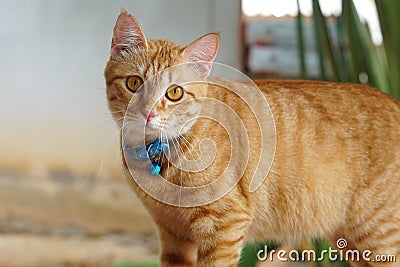 Orange fur cat, yellow eye pattern, blue collar, looking wondering,Mixed breed cat something looks cute Stock Photo