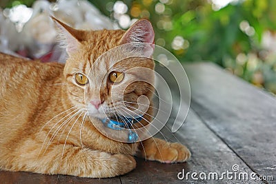 Orange fur cat, yellow eye pattern, blue collar, looking wondering,Mixed breed cat something looks cute Stock Photo