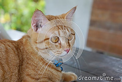 Orange fur cat, yellow eye pattern, blue collar, looking wondering,Mixed breed cat something looks cute Stock Photo