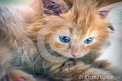 Orange Furred Kitten with Blue Eyes stares Stock Photo