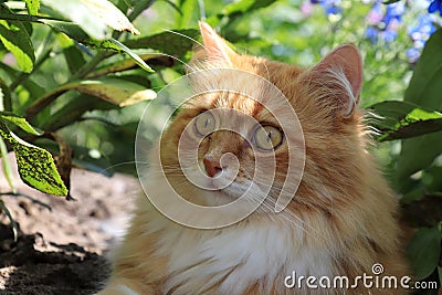 A fluffy ginger cat with big eyes is looks surprised; funny emotions Stock Photo