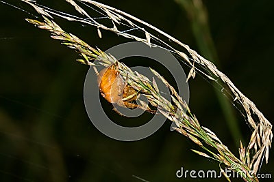 Orange Garden Spider Stock Photo