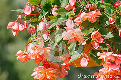 orange Garland Begonia flower Stock Photo