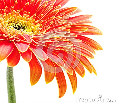 Orange gerbera Stock Photo