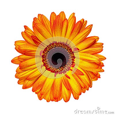 Orange Gerbera Stock Photo