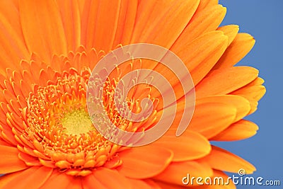 Orange Gerbera Stock Photo