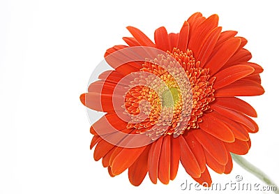 Orange gerbera daisy Stock Photo