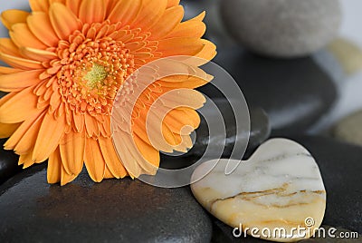 Orange Gerbera flower Stock Photo