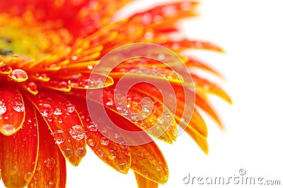 Orange gerbera flower Stock Photo