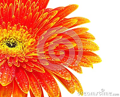 Orange gerbera flower Stock Photo