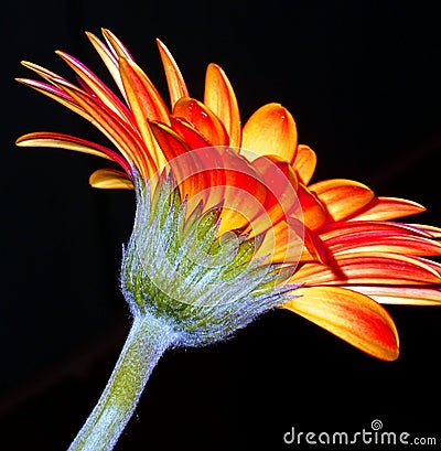 Orange gerbera flower Stock Photo