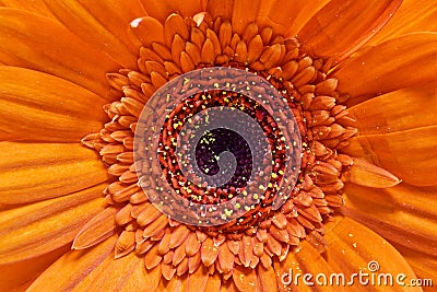 Orange Gerbera flower with focus on center. Stock Photo