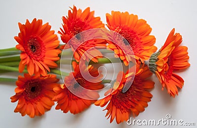 Orange gerbera flowers Stock Photo