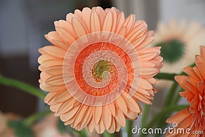 Orange gerbera with green heart in a vase in a bouquet of the type Max Stock Photo