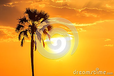 Orange glow sunset with a palm tree silhouette Stock Photo
