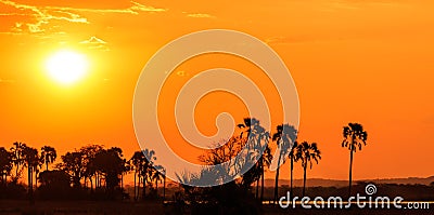 Orange glow sunset in a palm trees landscape Stock Photo