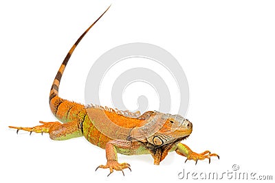 Orange green iguana isolated on white background Stock Photo