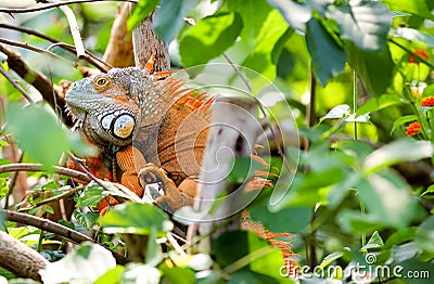 Orange green iguana-reptile lizard in rain forest Stock Photo