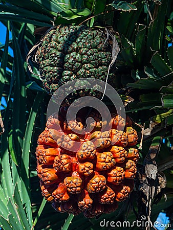 Orange and green Pandanus Fruit on the tree Stock Photo