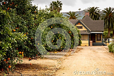 Orange groves and a farm house Stock Photo