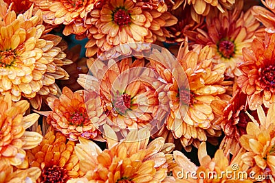 Orange hardy chrysanthemum flowers as a pattern. Abstract flower background texture Stock Photo