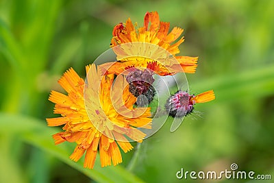 Orange hawk bit flower Pilosella aurantiaca Stock Photo