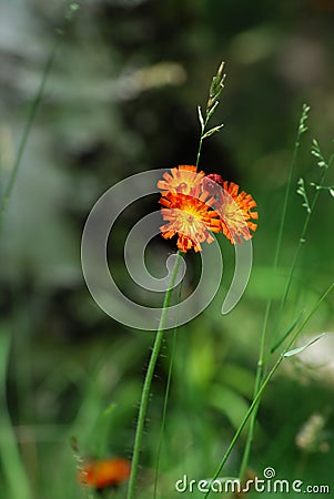 Orange Hawkweed Stock Photo