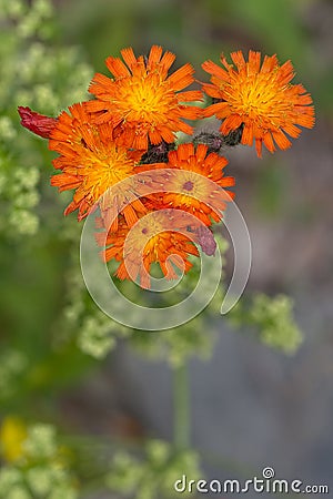 Orange Hawkweed Stock Photo