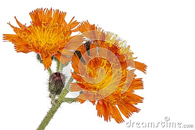 Orange Hawkweed Flower Stock Photo