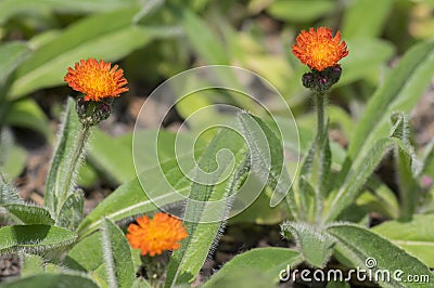 Orange Hawkweed flowers in bloom, wild ornamental flowering plants Stock Photo