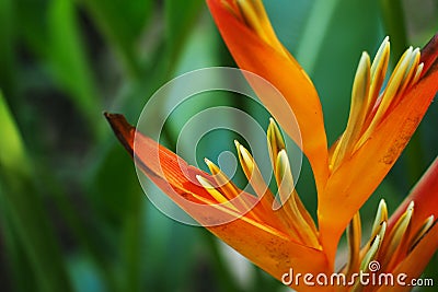 Orange Heliconia blooming in the sunshine Stock Photo