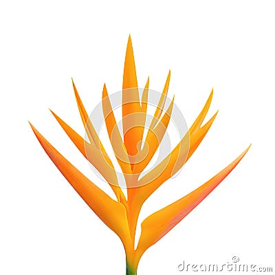 Orange Heliconia psittacorum flower isolated on transparent or white background.Ornamental plants from tropical rainforest Stock Photo