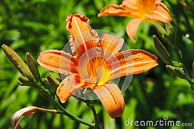 Orange Hemerocalle flower and pistil Stock Photo